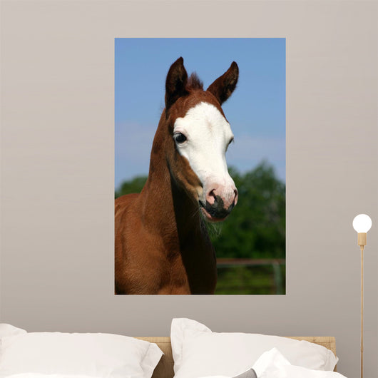 Baldfaced Filly Wall Mural