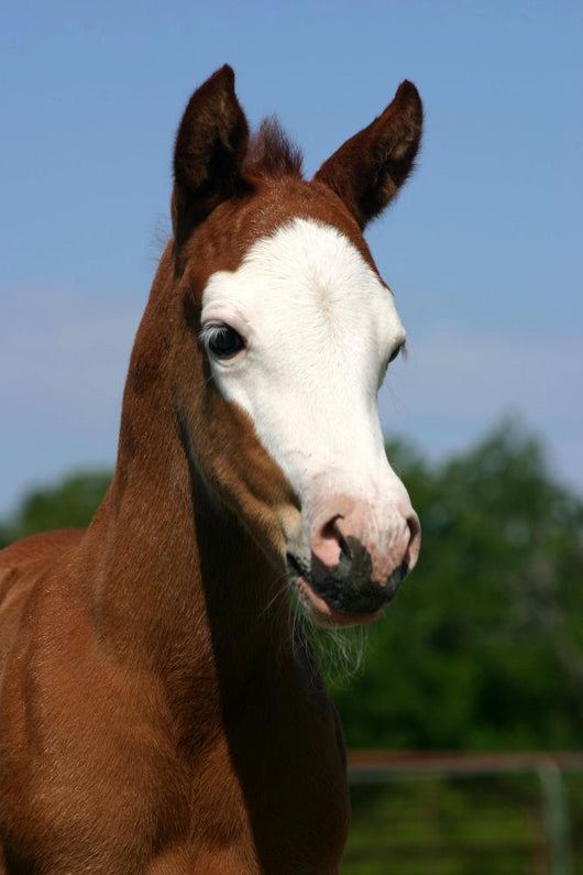 Baldfaced Filly Wall Mural