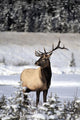 Elk Wall Mural