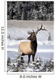 Elk Wall Mural