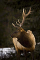 Elk Wall Mural