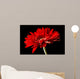 Red Daisy-gerbera Black