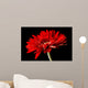 Red Daisy-gerbera Black
