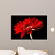 Red Daisy-gerbera Black