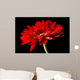 Red Daisy-gerbera Black