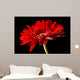 Red Daisy-gerbera Black