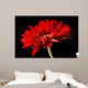 Red Daisy-gerbera Black