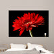 Red Daisy-gerbera Black
