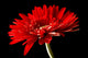 Red Daisy-gerbera Black