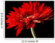 Red Daisy-gerbera Black