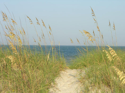 Sand Dunes Path Wall Mural