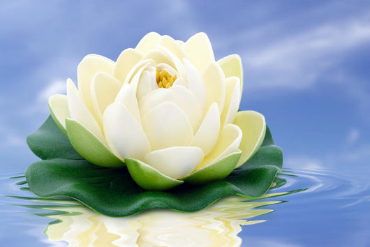 Lotus blossom Wall Mural