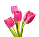 Four Pink Tulip Flowers Wall Decal