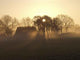 November Morning Wall Decal