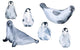 Seals and Penguins Wall Decal Sticker Set