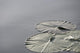 Large Lily Pads On Lake, Lake Of The Woods, Ontario, Canada Wall Mural