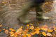 Person In Motion Walks Through Puddle Filled With Autumn Leaves Wall Mural
