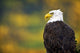 Side View Of American Bald Eagle Wall Mural