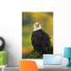 American Bald Eagle Perched On Evergreen Branch Wall Mural