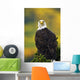 American Bald Eagle Perched On Evergreen Branch Wall Mural