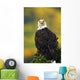 American Bald Eagle Perched On Evergreen Branch Wall Mural