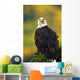 American Bald Eagle Perched On Evergreen Branch Wall Mural