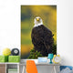 American Bald Eagle Perched On Evergreen Branch Wall Mural