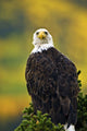 American Bald Eagle Perched On Evergreen Branch Wall Mural