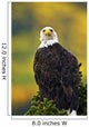 American Bald Eagle Perched On Evergreen Branch Wall Mural