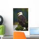 Side View Of American Bald Eagle Perched On Evergreen Branch Wall Mural