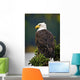 Side View Of American Bald Eagle Perched On Evergreen Branch Wall Mural