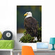 Side View Of American Bald Eagle Perched On Evergreen Branch Wall Mural