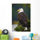 Side View Of American Bald Eagle Perched On Evergreen Branch Wall Mural