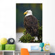 Side View Of American Bald Eagle Perched On Evergreen Branch Wall Mural