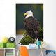 Side View Of American Bald Eagle Perched On Evergreen Branch Wall Mural