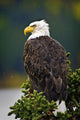 Side View Of American Bald Eagle Perched On Evergreen Branch Wall Mural