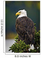 Side View Of American Bald Eagle Perched On Evergreen Branch Wall Mural