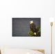 Side View Of American Bald Eagle Perched On Evergreen Branch Wall Mural