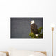 Side View Of American Bald Eagle Perched On Evergreen Branch Wall Mural