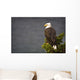 Side View Of American Bald Eagle Perched On Evergreen Branch Wall Mural