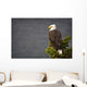 Side View Of American Bald Eagle Perched On Evergreen Branch Wall Mural