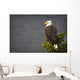 Side View Of American Bald Eagle Perched On Evergreen Branch Wall Mural