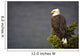 Side View Of American Bald Eagle Perched On Evergreen Branch Wall Mural