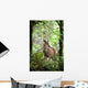 White-Tailed Deer Peering Out Of The Woods Wall Mural