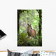 White-Tailed Deer Peering Out Of The Woods Wall Mural