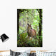 White-Tailed Deer Peering Out Of The Woods Wall Mural