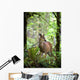 White-Tailed Deer Peering Out Of The Woods Wall Mural