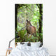 White-Tailed Deer Peering Out Of The Woods Wall Mural