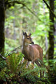 White-Tailed Deer Peering Out Of The Woods Wall Mural