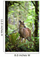 White-Tailed Deer Peering Out Of The Woods Wall Mural